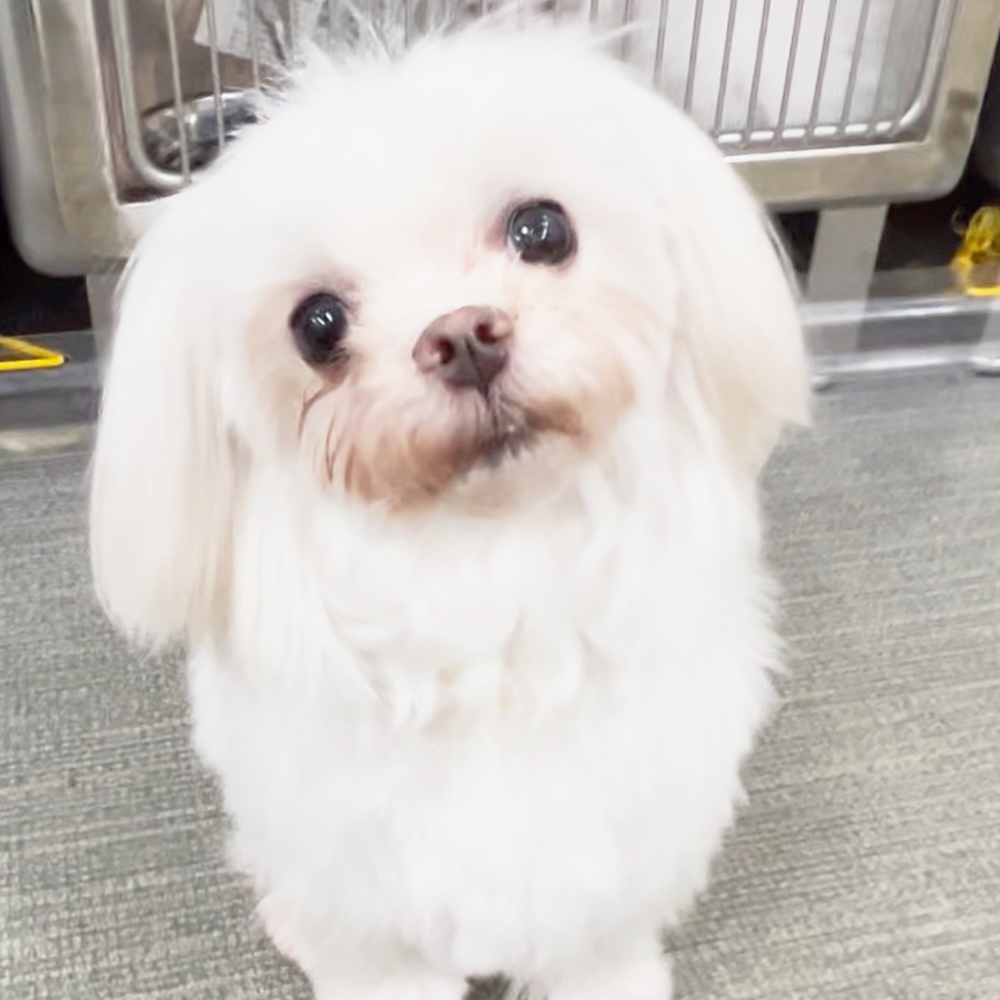 生徒が撮影したモデル犬の写真♪